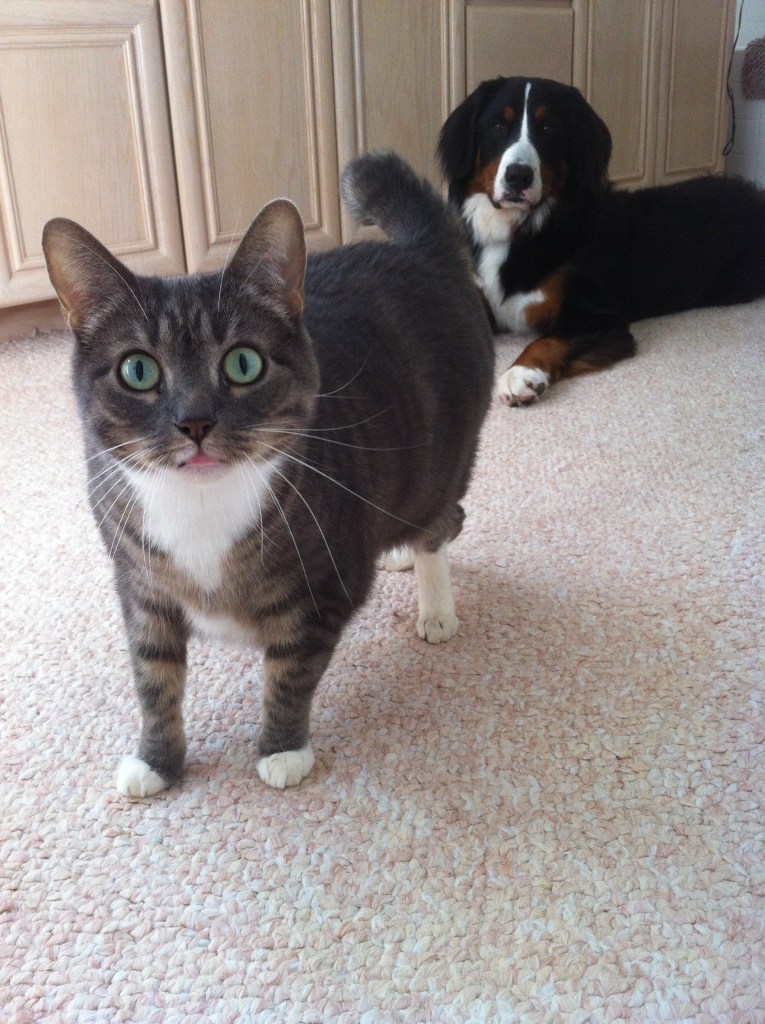 Chestnut the Cat:  What a relief!  That ghastly furry creature that arrived in December has finally gone! 