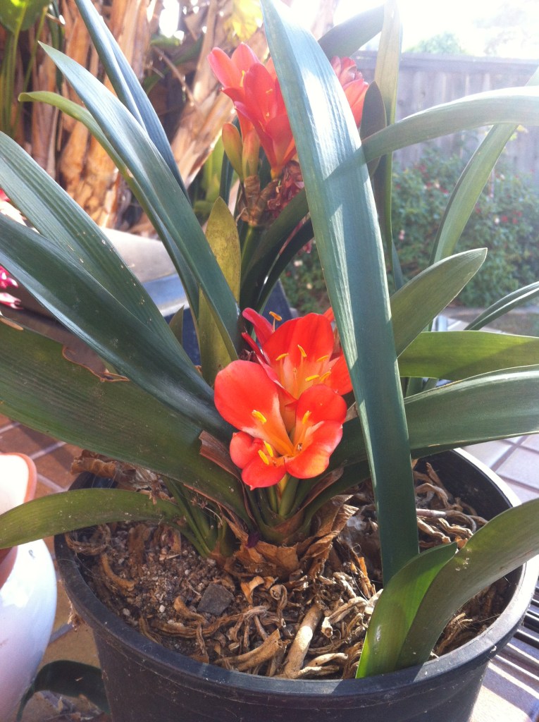 I don't even know what this is but it's blooming in my backyard! 