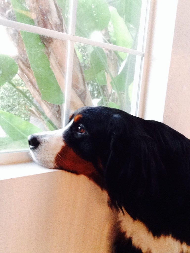 My name is Lola and I'm waiting for my mom to get home.